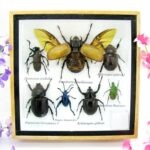 Echte exotische Insekten - Einzelstück - im 3D S-Schaukasten - Wandbild A-S-18