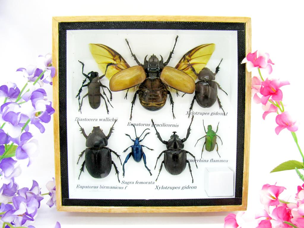 Wunderschöne, tropische und natürlich echte Insekten aus nachhaltiger Zucht im kleinen Schaukasten a-insekten-S-18-a