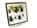 Echte exotische Insekten - Einzelstück - im 3D S-Schaukasten - Wandbild A-S-18 – Bild 3