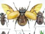 Echte exotische Insekten - Einzelstück - im 3D S-Schaukasten - Wandbild A-S-18 – Bild 5