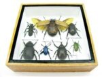 Echte exotische Insekten - Einzelstück - im 3D S-Schaukasten - Wandbild A-S-18 – Bild 6