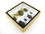 Echte exotische Insekten - Einzelstück - im 3D S-Schaukasten - Wandbild A-S-18 – Bild 7