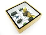 Echte exotische Insekten - Einzelstück - im 3D S-Schaukasten - Wandbild A-S-18 – Bild 8