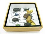 Echte exotische Insekten - Einzelstück - im 3D S-Schaukasten - Wandbild A-S-18 – Bild 9