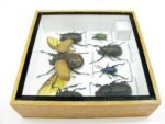 Echte exotische Insekten - Einzelstück - im 3D S-Schaukasten - Wandbild A-S-18 – Bild 10