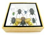 Echte exotische Insekten - Einzelstück - im 3D S-Schaukasten - Wandbild A-S-18 – Bild 11