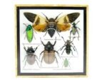 Echte exotische Insekten - Einzelstück - im 3D S-Schaukasten - Wandbild A-S-19 – Bild 2