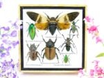 Echte exotische Insekten - Einzelstück - im 3D S-Schaukasten - Wandbild A-S-19