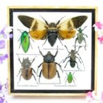 Echte exotische Insekten - Einzelstück - im 3D S-Schaukasten - Wandbild A-S-19