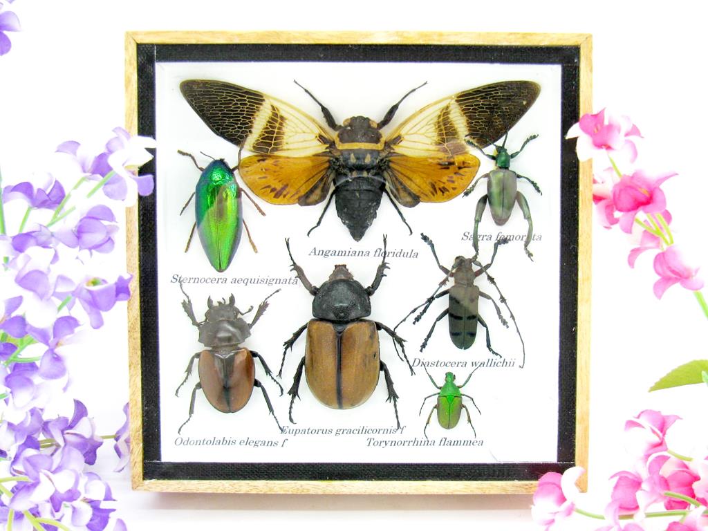 Wunderschöne, tropische und natürlich echte Insekten aus nachhaltiger Zucht im kleinen Schaukasten a-insekten-S-19-a