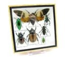 Echte exotische Insekten - Einzelstück - im 3D S-Schaukasten - Wandbild A-S-19 – Bild 3