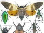 Echte exotische Insekten - Einzelstück - im 3D S-Schaukasten - Wandbild A-S-19 – Bild 5