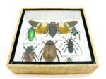 Echte exotische Insekten - Einzelstück - im 3D S-Schaukasten - Wandbild A-S-19 – Bild 6