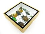 Echte exotische Insekten - Einzelstück - im 3D S-Schaukasten - Wandbild A-S-19 – Bild 7
