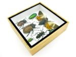 Echte exotische Insekten - Einzelstück - im 3D S-Schaukasten - Wandbild A-S-19 – Bild 8