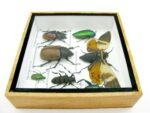 Echte exotische Insekten - Einzelstück - im 3D S-Schaukasten - Wandbild A-S-19 – Bild 9