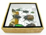 Echte exotische Insekten - Einzelstück - im 3D S-Schaukasten - Wandbild A-S-19 – Bild 10