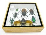 Echte exotische Insekten - Einzelstück - im 3D S-Schaukasten - Wandbild A-S-19 – Bild 11