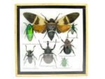 Echte exotische Insekten - Einzelstück - im 3D S-Schaukasten - Wandbild A-S-20 – Bild 2