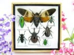 Echte exotische Insekten - Einzelstück - im 3D S-Schaukasten - Wandbild A-S-20