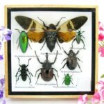 Echte exotische Insekten - Einzelstück - im 3D S-Schaukasten - Wandbild A-S-20