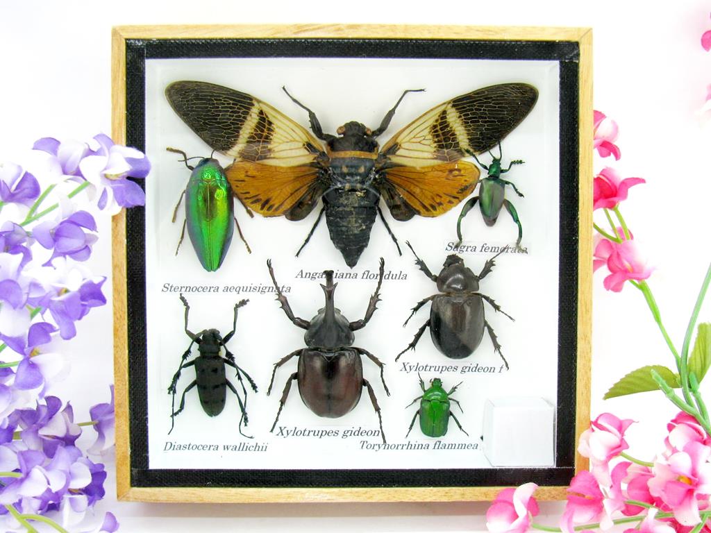 Wunderschöne, tropische und natürlich echte Insekten aus nachhaltiger Zucht im kleinen Schaukasten a-insekten-S-20-a