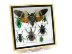 Echte exotische Insekten - Einzelstück - im 3D S-Schaukasten - Wandbild A-S-20 – Bild 3