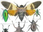 Echte exotische Insekten - Einzelstück - im 3D S-Schaukasten - Wandbild A-S-20 – Bild 5