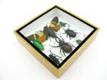 Echte exotische Insekten - Einzelstück - im 3D S-Schaukasten - Wandbild A-S-20 – Bild 6