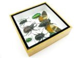 Echte exotische Insekten - Einzelstück - im 3D S-Schaukasten - Wandbild A-S-20 – Bild 7