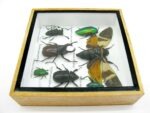 Echte exotische Insekten - Einzelstück - im 3D S-Schaukasten - Wandbild A-S-20 – Bild 8