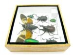 Echte exotische Insekten - Einzelstück - im 3D S-Schaukasten - Wandbild A-S-20 – Bild 9