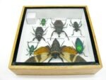 Echte exotische Insekten - Einzelstück - im 3D S-Schaukasten - Wandbild A-S-20 – Bild 10
