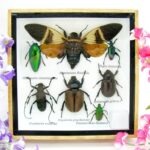 Echte exotische Insekten - Einzelstück - im 3D S-Schaukasten - Wandbild A-S-21