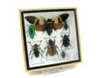 Echte exotische Insekten - Einzelstück - im 3D S-Schaukasten - Wandbild A-S-21 – Bild 3
