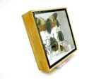Echte exotische Insekten - Einzelstück - im 3D S-Schaukasten - Wandbild A-S-21 – Bild 4