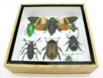 Echte exotische Insekten - Einzelstück - im 3D S-Schaukasten - Wandbild A-S-21 – Bild 6