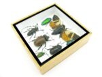 Echte exotische Insekten - Einzelstück - im 3D S-Schaukasten - Wandbild A-S-21 – Bild 8
