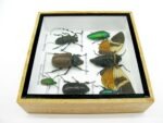 Echte exotische Insekten - Einzelstück - im 3D S-Schaukasten - Wandbild A-S-21 – Bild 9