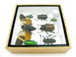Echte exotische Insekten - Einzelstück - im 3D S-Schaukasten - Wandbild A-S-21 – Bild 10