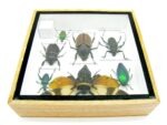 Echte exotische Insekten - Einzelstück - im 3D S-Schaukasten - Wandbild A-S-21 – Bild 11