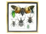 Echte exotische Insekten - Einzelstück - im 3D S-Schaukasten - Wandbild A-S-22 – Bild 2