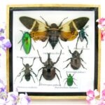 Echte exotische Insekten - Einzelstück - im 3D S-Schaukasten - Wandbild A-S-22