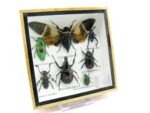 Echte exotische Insekten - Einzelstück - im 3D S-Schaukasten - Wandbild A-S-22 – Bild 3