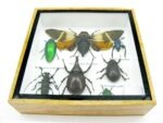 Echte exotische Insekten - Einzelstück - im 3D S-Schaukasten - Wandbild A-S-22 – Bild 6