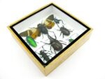 Echte exotische Insekten - Einzelstück - im 3D S-Schaukasten - Wandbild A-S-22 – Bild 7