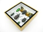 Echte exotische Insekten - Einzelstück - im 3D S-Schaukasten - Wandbild A-S-22 – Bild 8