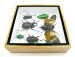 Echte exotische Insekten - Einzelstück - im 3D S-Schaukasten - Wandbild A-S-22 – Bild 9