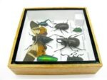 Echte exotische Insekten - Einzelstück - im 3D S-Schaukasten - Wandbild A-S-22 – Bild 10