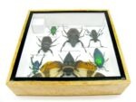 Echte exotische Insekten - Einzelstück - im 3D S-Schaukasten - Wandbild A-S-22 – Bild 11